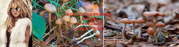 не бодяженный Бородино